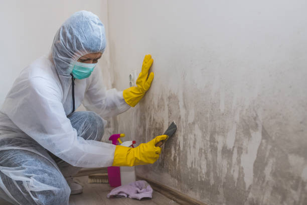 Best Mold Odor Removal Services  in USA